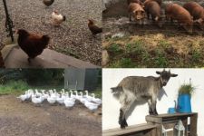 Photo of Din lokale gårdbutik Photo of Din lokale gårdbutik